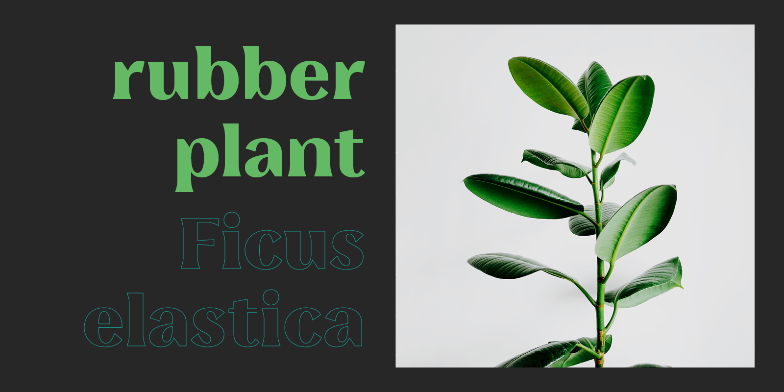 Leifa Type Design